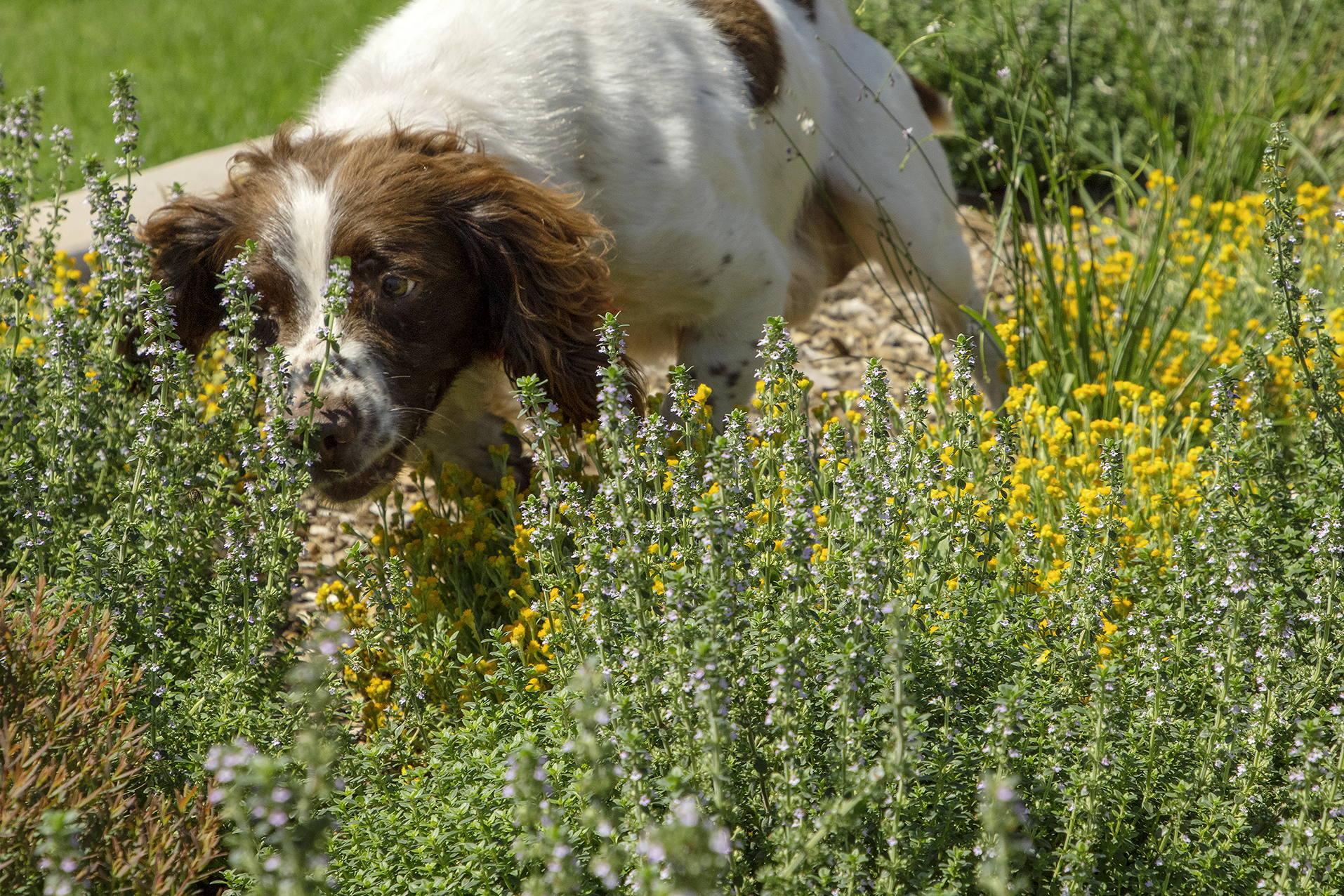 Shale Hills Dog Park